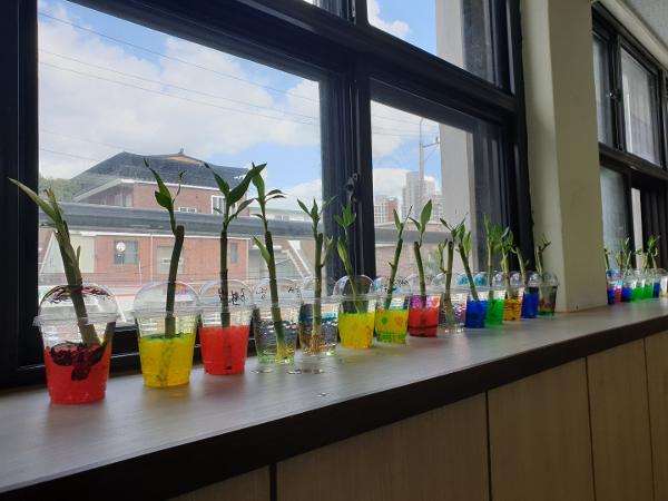 2학년 에코드림 프로젝트 활동-1인 1식물 키우기