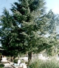 나무 : 개잎갈나무